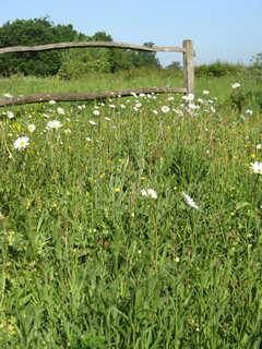 Summer display of wildflowers including Knapweed, Oxeye daisy, Red Clover, Birds Foot Trefoil and Yellow Rattle